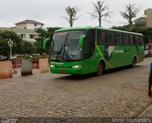 Pássaro Verde 29010 na cidade de Rio Casca, Minas Gerais, Brasil, por Jessé Fernandes. ID da foto: 3938966.