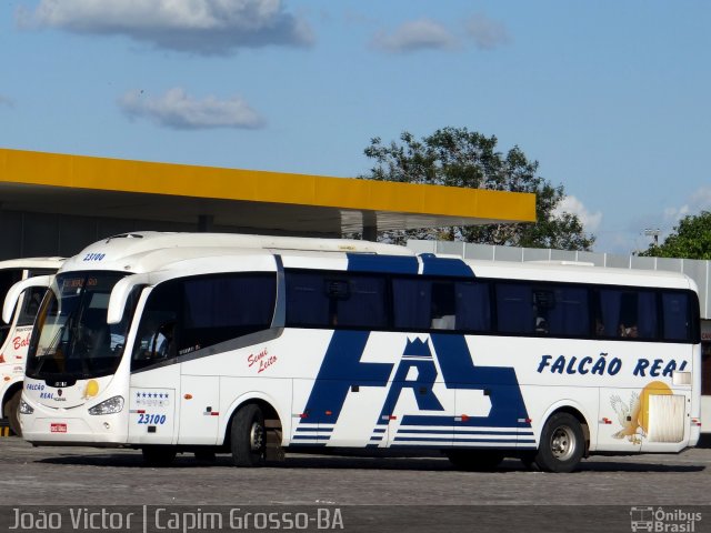 Falcão Real 23100 na cidade de Capim Grosso, Bahia, Brasil, por João Victor. ID da foto: 3989063.