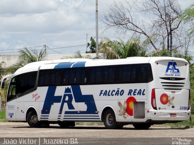 Falcão Real 23180 na cidade de Juazeiro, Bahia, Brasil, por João Victor. Número da foto: #3991241.