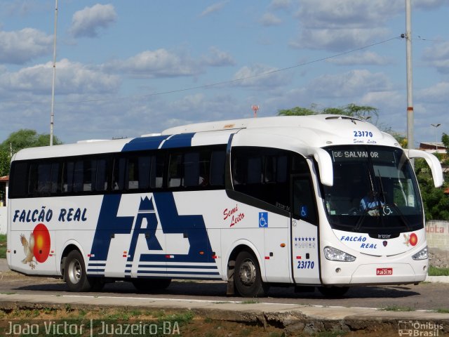 Falcão Real 23170 na cidade de Juazeiro, Bahia, Brasil, por João Victor. Número da foto: #4002900.