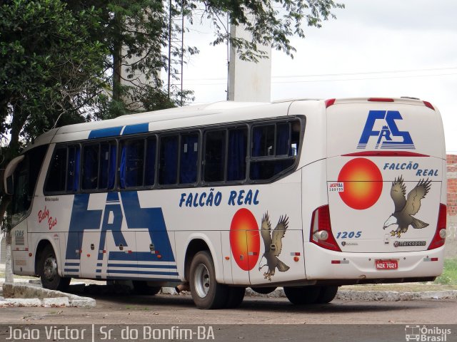 Falcão Real 1205 na cidade de Senhor do Bonfim, Bahia, Brasil, por João Victor. Número da foto: #4002827.