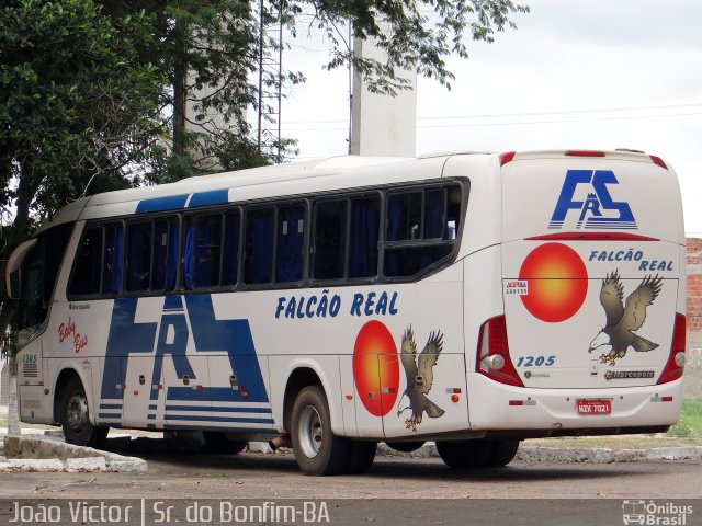 Falcão Real 1205 na cidade de Senhor do Bonfim, Bahia, Brasil, por João Victor. ID da foto: 4002827.