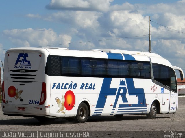 Falcão Real 23160 na cidade de Capim Grosso, Bahia, Brasil, por João Victor. Número da foto: #4013522.