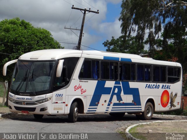 Falcão Real 1205 na cidade de Senhor do Bonfim, Bahia, Brasil, por João Victor. ID da foto: 4017976.