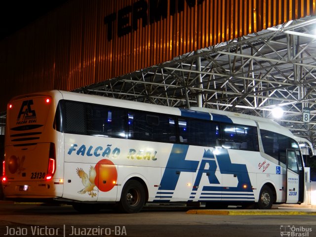 Falcão Real 23130 na cidade de Juazeiro, Bahia, Brasil, por João Victor. Número da foto: #4027012.