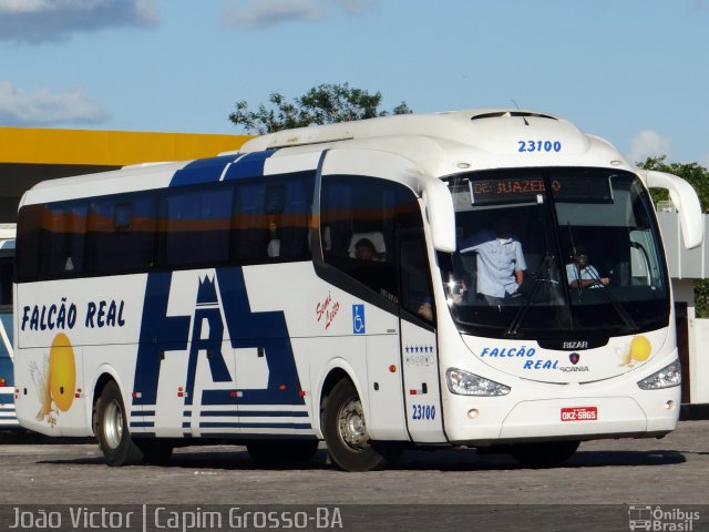 Falcão Real 23100 na cidade de Capim Grosso, Bahia, Brasil, por João Victor. Número da foto: #4051431.