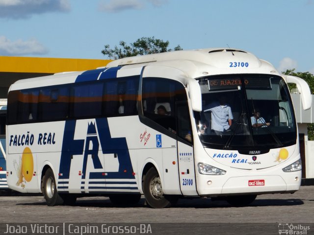 Falcão Real 23100 na cidade de Capim Grosso, Bahia, Brasil, por João Victor. ID da foto: 4051431.