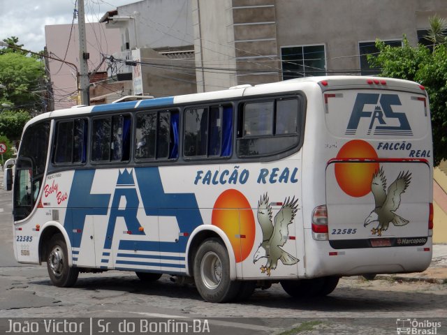 Falcão Real 22585 na cidade de Senhor do Bonfim, Bahia, Brasil, por João Victor. ID da foto: 4039761.