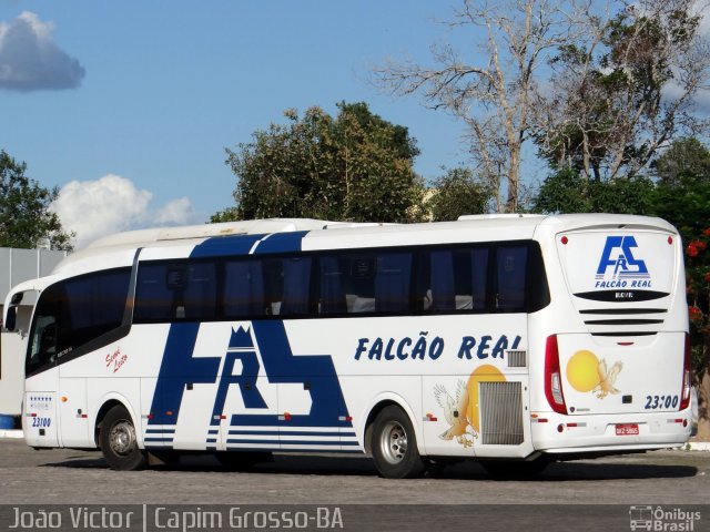 Falcão Real 23100 na cidade de Capim Grosso, Bahia, Brasil, por João Victor. Número da foto: #4045123.