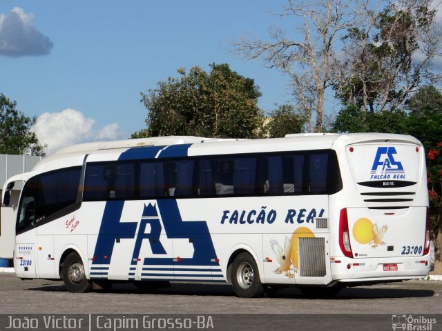 Falcão Real 23100 na cidade de Capim Grosso, Bahia, Brasil, por João Victor. ID da foto: 4045123.