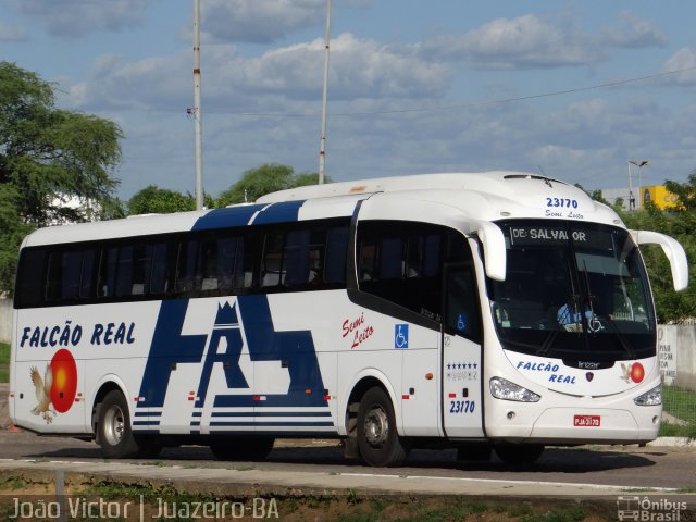 Falcão Real 23170 na cidade de Juazeiro, Bahia, Brasil, por João Victor. ID da foto: 4129337.