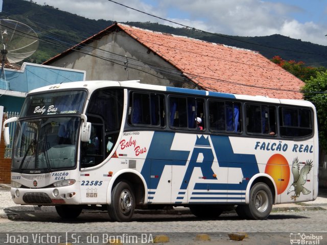 Falcão Real 22585 na cidade de Senhor do Bonfim, Bahia, Brasil, por João Victor. ID da foto: 4145793.