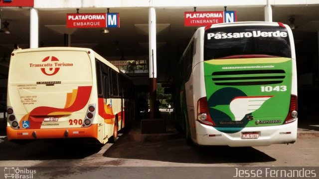 Pássaro Verde 1043 na cidade de Mariana, Minas Gerais, Brasil, por Jessé Fernandes. Número da foto: #4150935.
