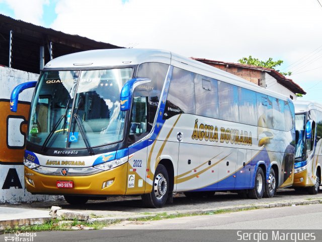 Águia Dourada 2022 na cidade de Aracaju, Sergipe, Brasil, por Sergio Marques . ID da foto: 4247975.