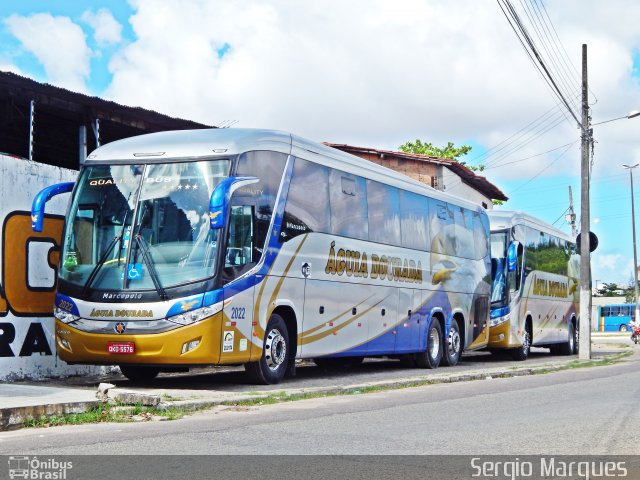 Águia Dourada 2022 na cidade de Aracaju, Sergipe, Brasil, por Sergio Marques . Número da foto: #4247964.