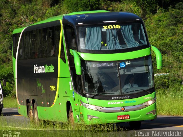 Pássaro Verde 2015 na cidade de Mariana, Minas Gerais, Brasil, por César Natividade. Número da foto: #4337331.