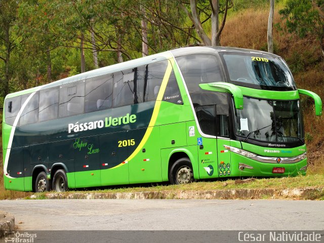 Pássaro Verde 2015 na cidade de Mariana, Minas Gerais, Brasil, por César Natividade. Número da foto: #4359895.